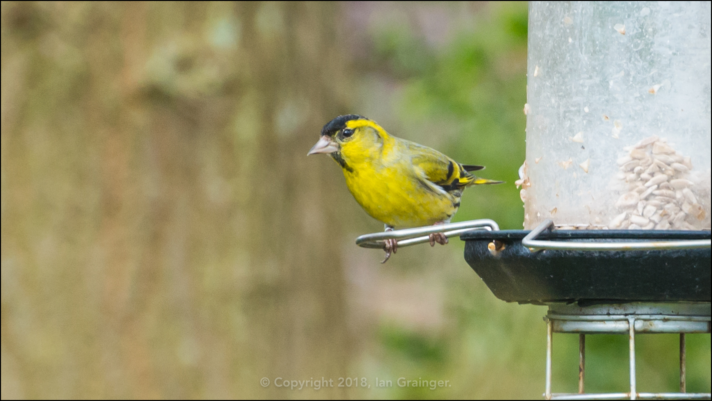 Siskin