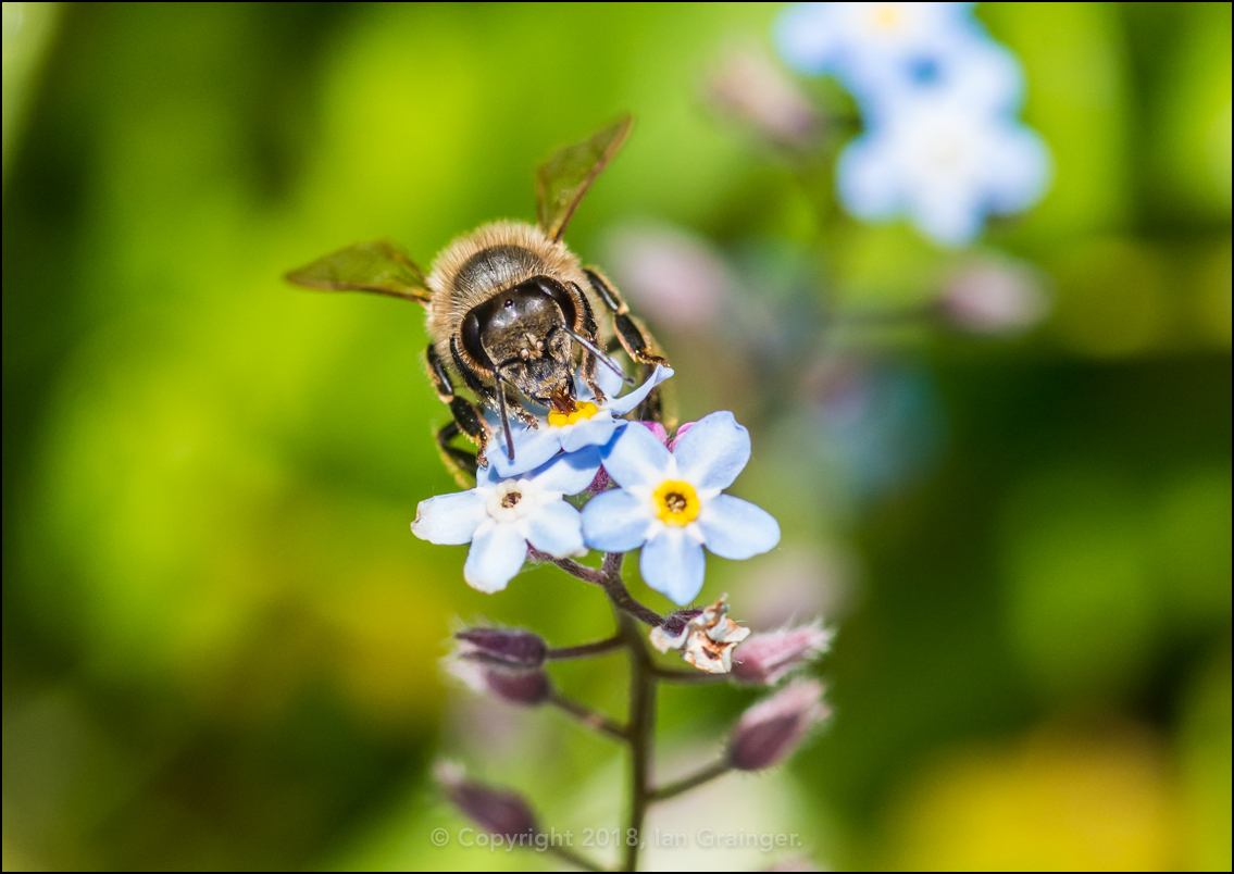 Mining Pollen