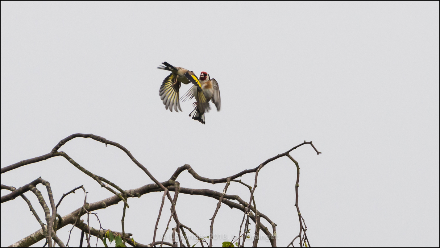 Finch Fight Club