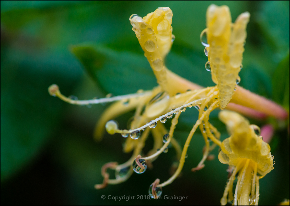 Honeysuckle Raindrops