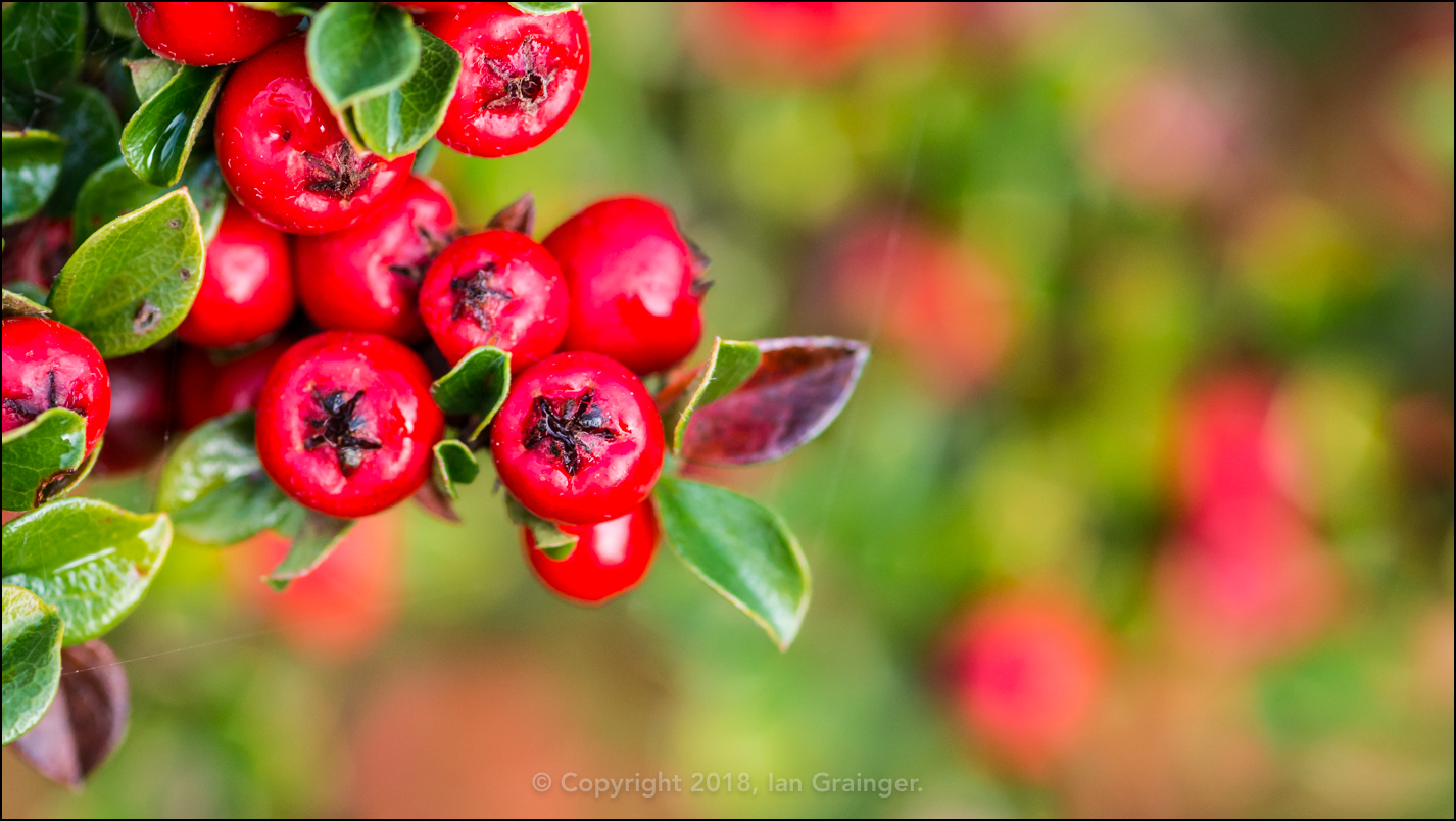 Cotoneaster Bounty