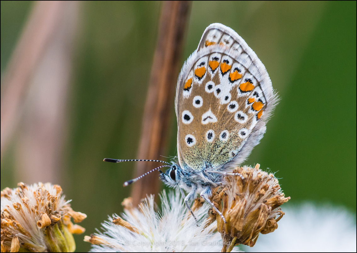 Common Blue Butterfly