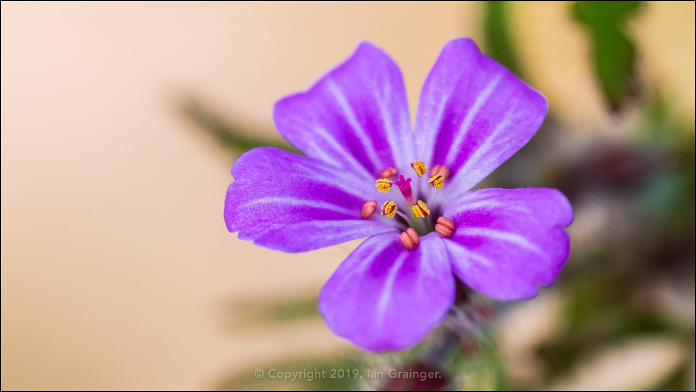 Herb Robert