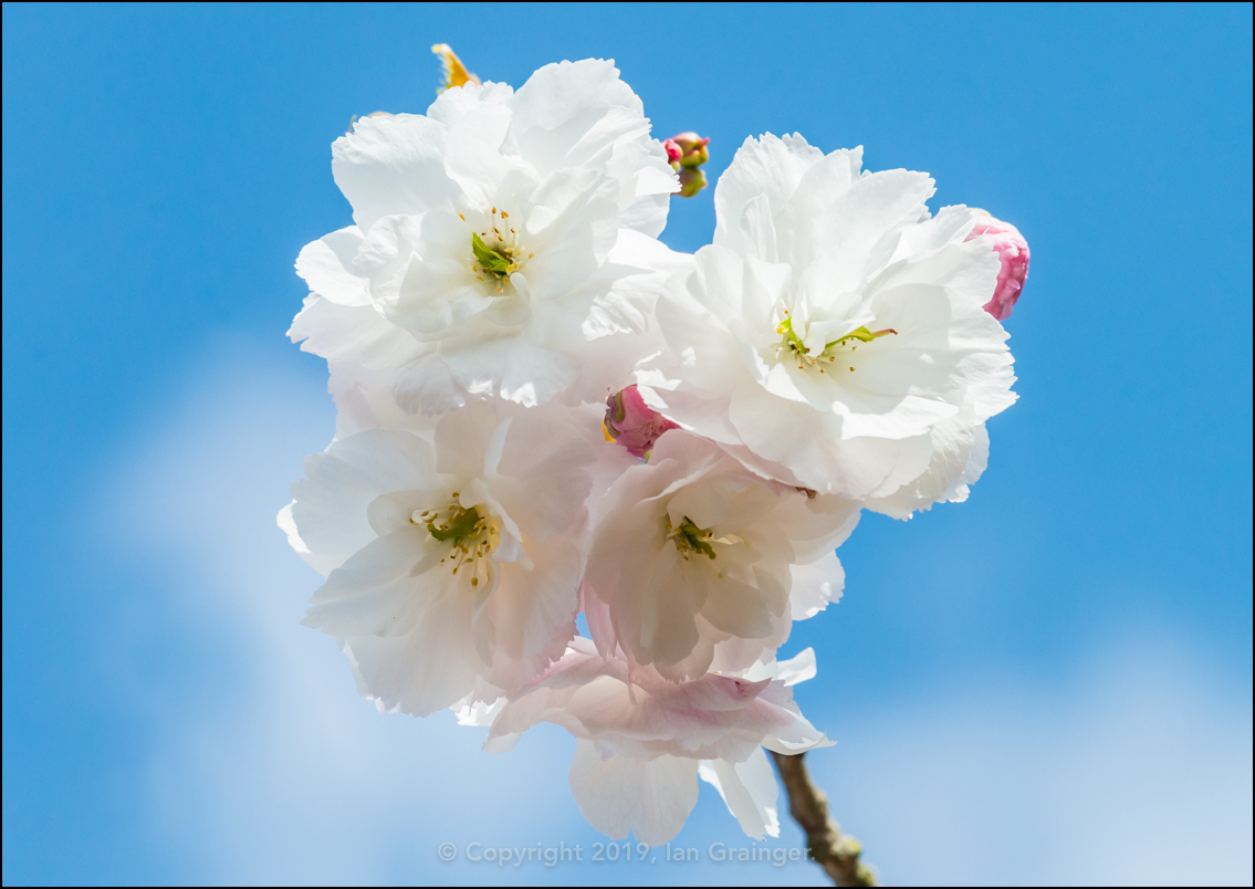 Cherry Tree Blossom