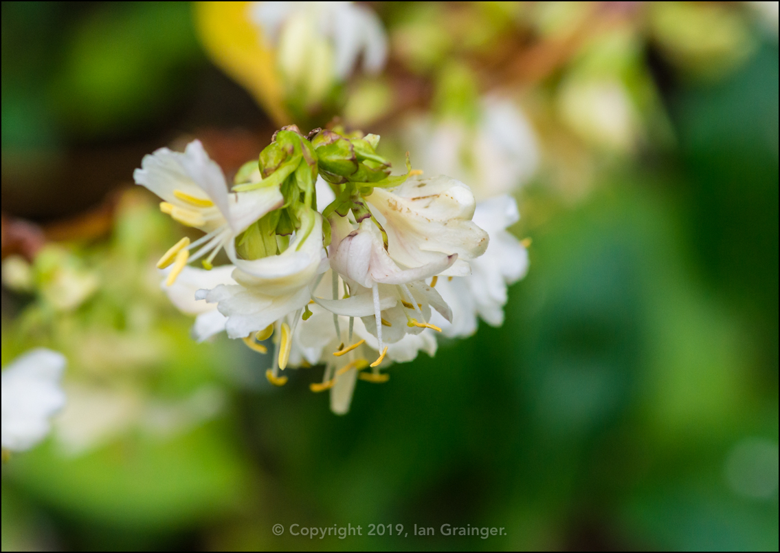 Winter Honeysuckle