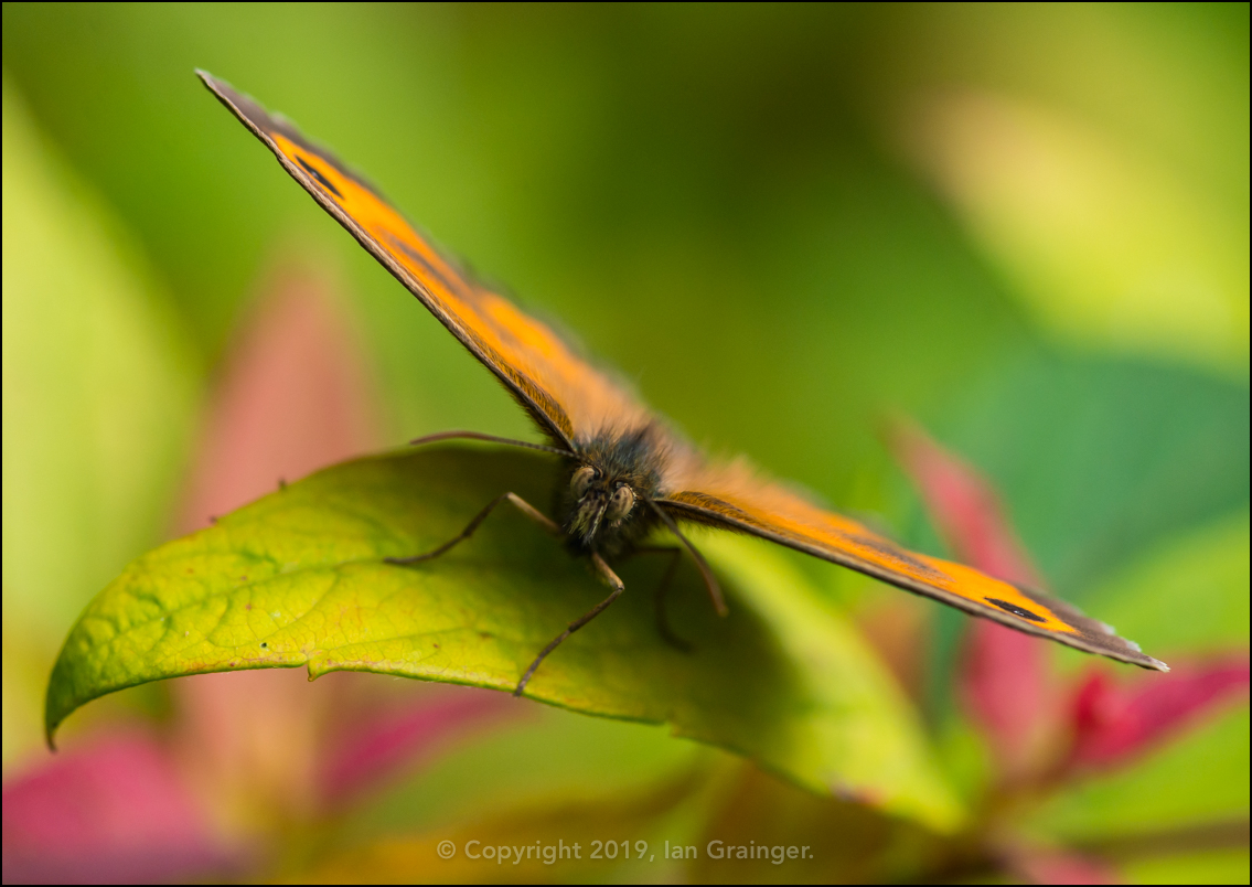 Gatekeeper Butterfly