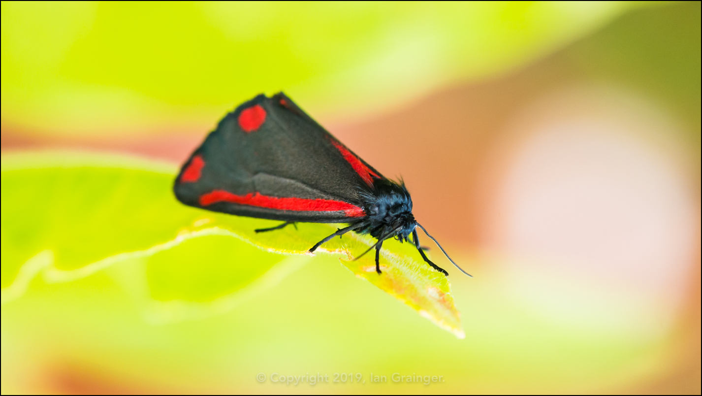 Cinnabar Moth