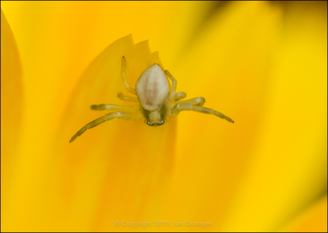 Crab on Calendula