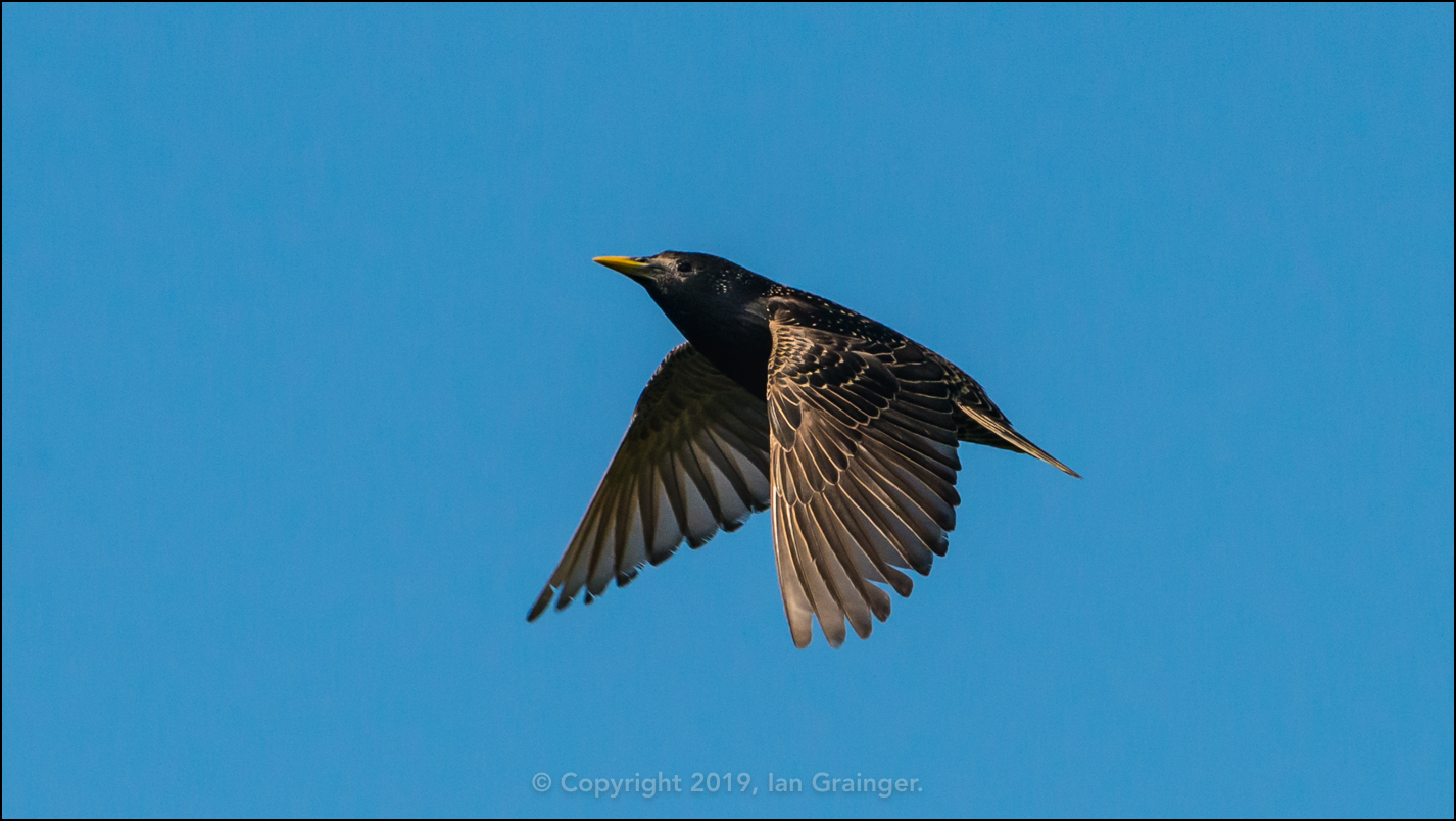 Starling