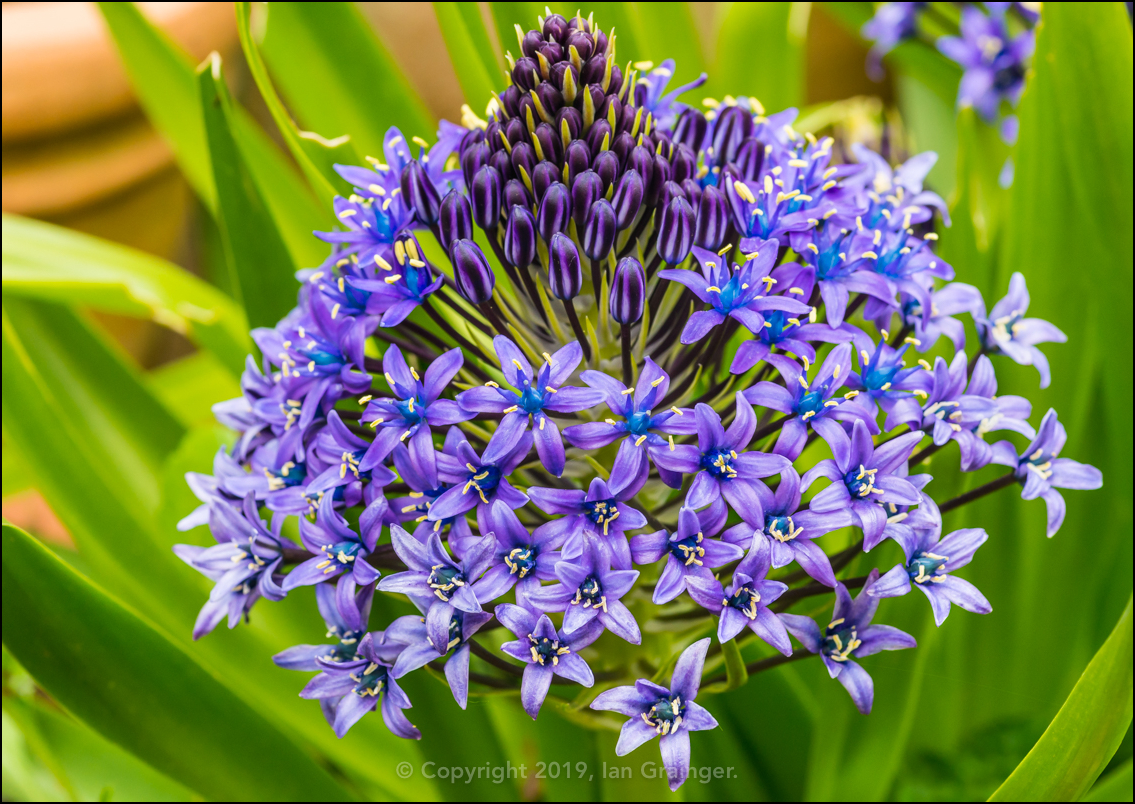 Portuguese Squill