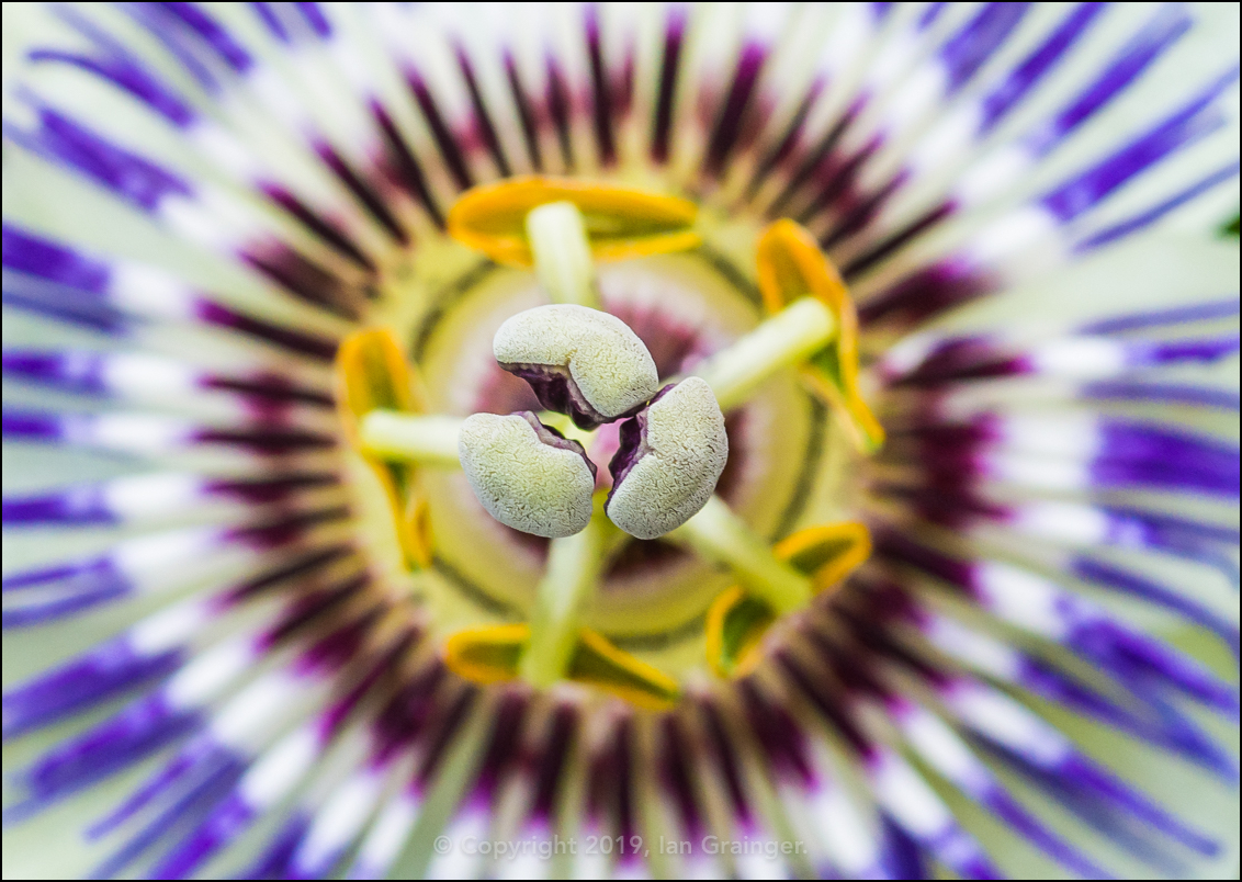 Common Passion Flower