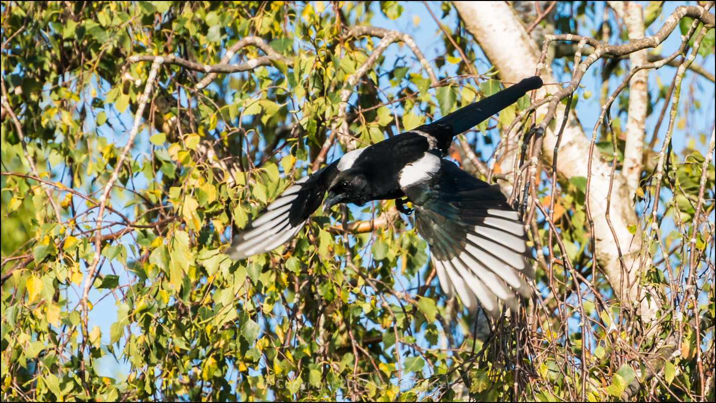 Magpie Mission