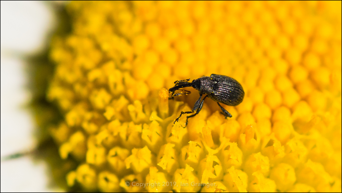 Weevil