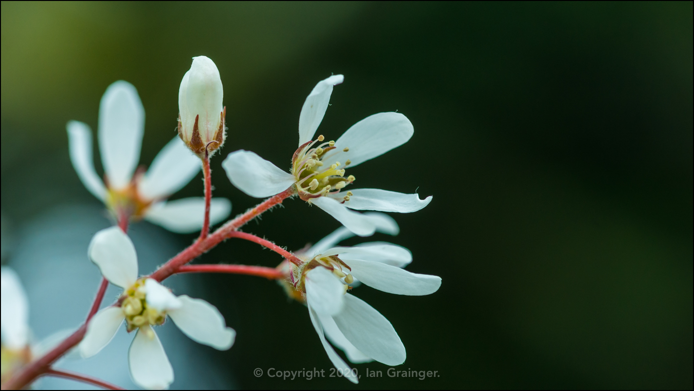 Amelanchier Blossom