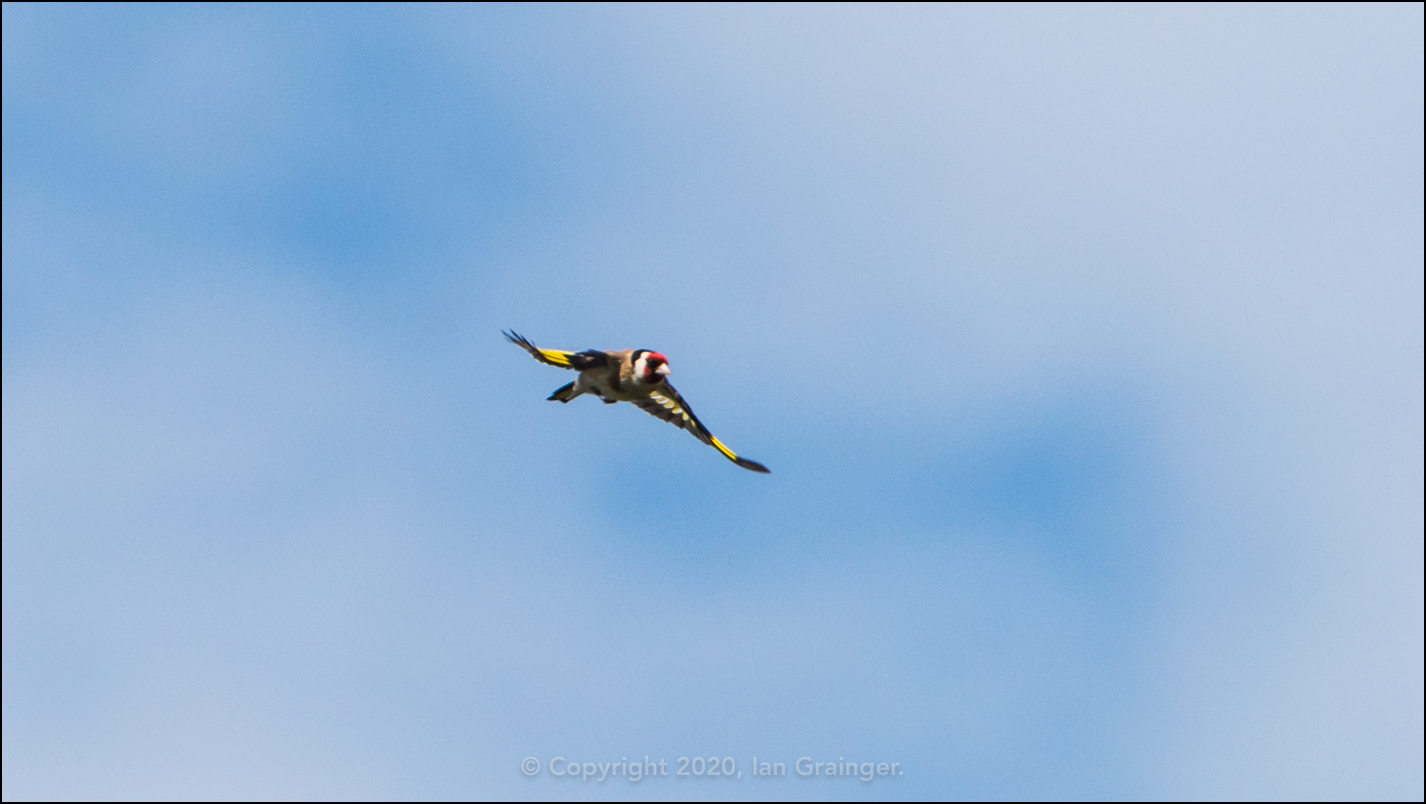 Goldfinch Flight