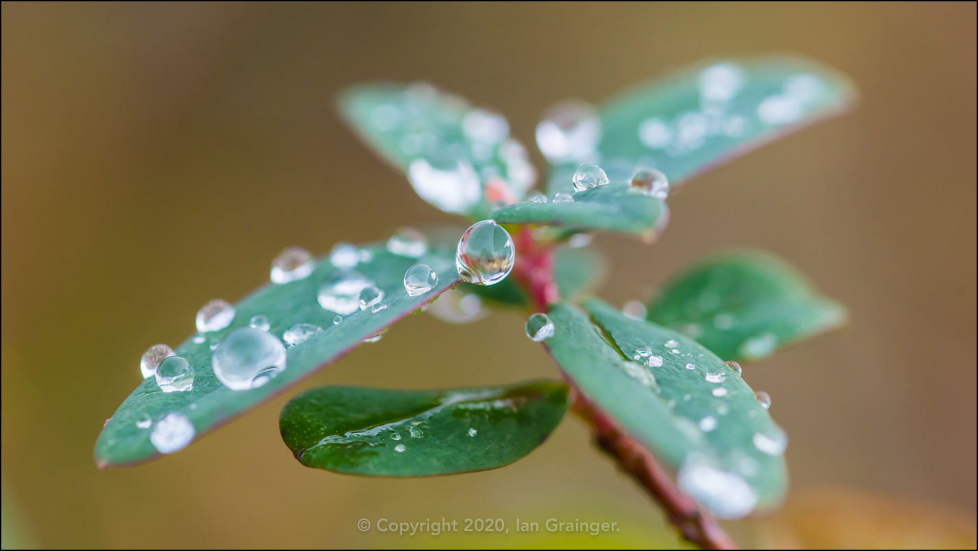 Resting Raindrops