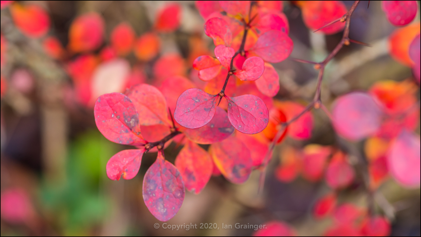 Colourful Berberis