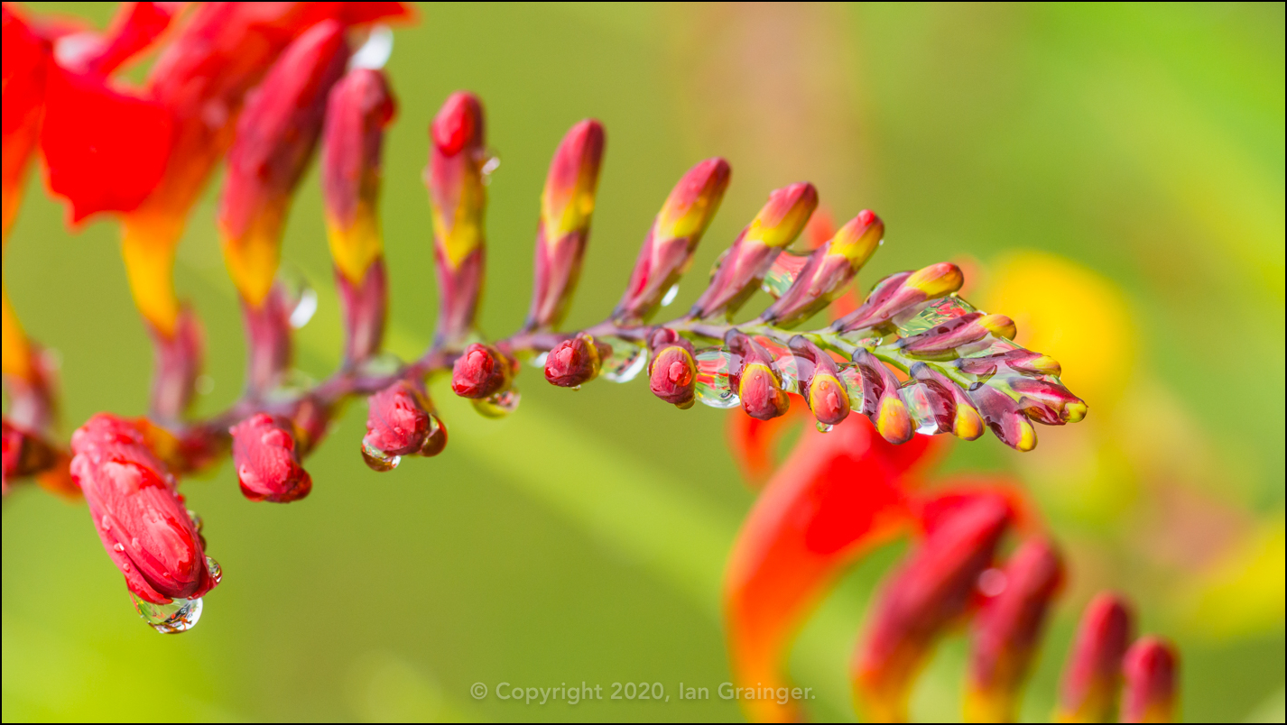 Wet Crocosmia