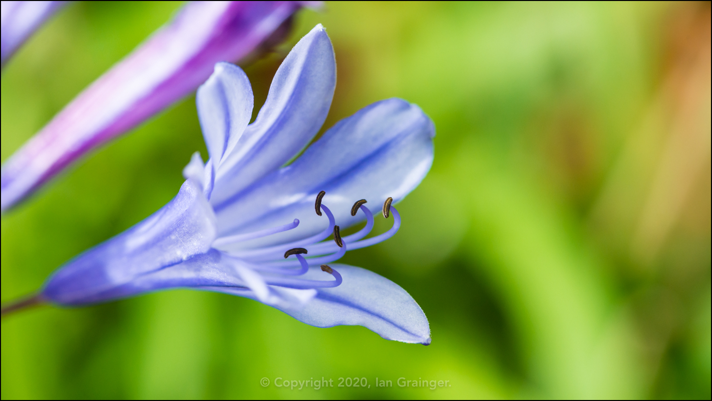 African Lily