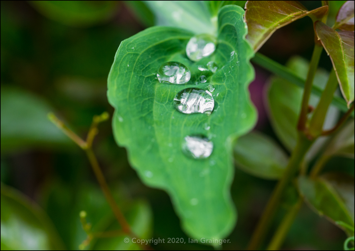 Resting Raindrops