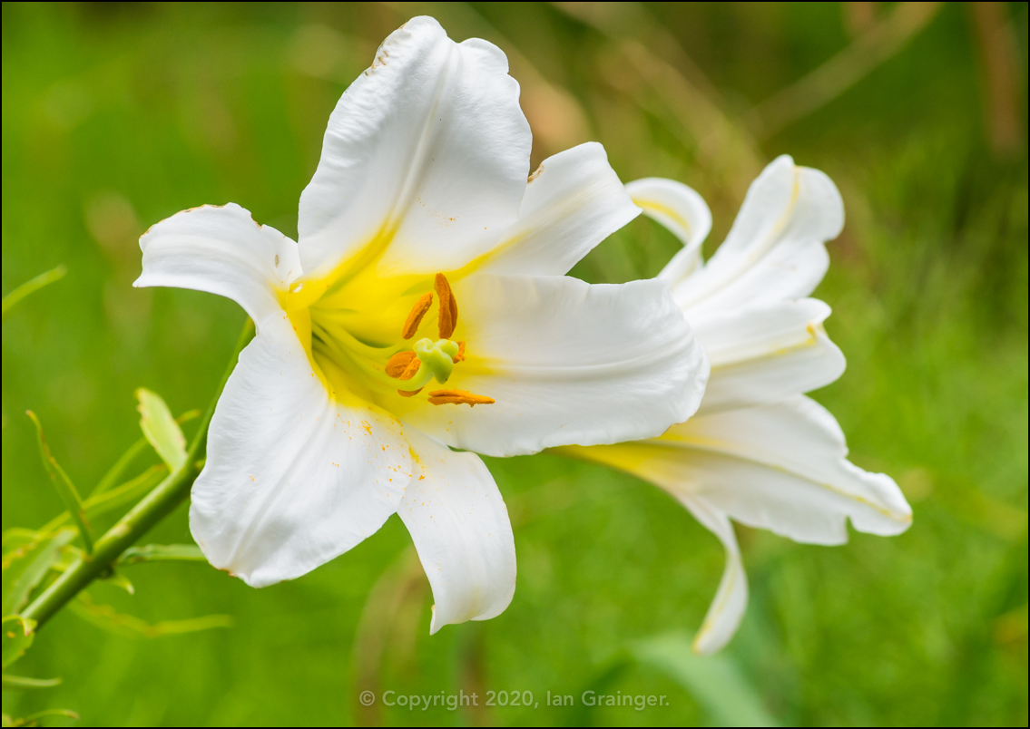 Regal Lilies