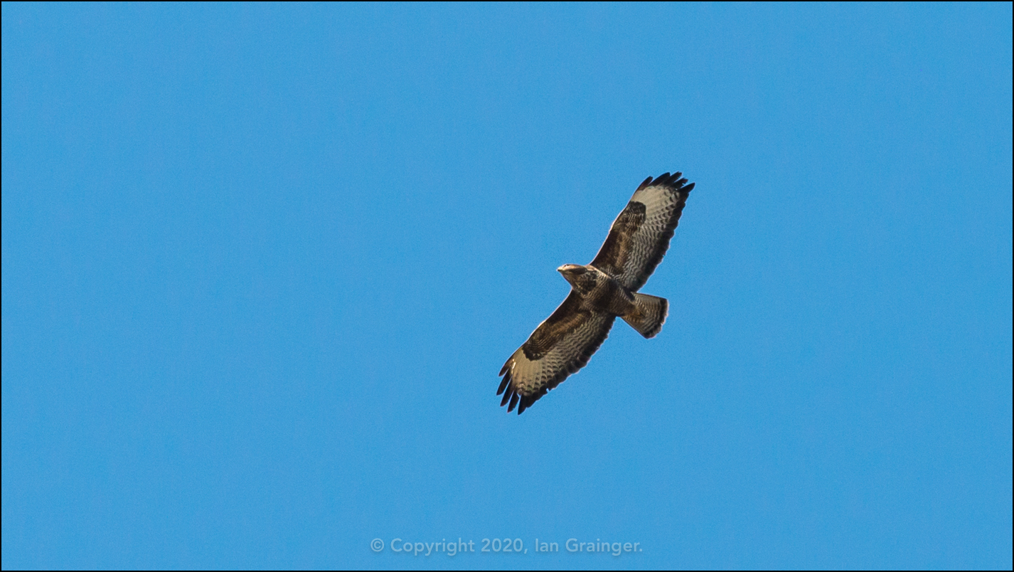 Buteo Buteo