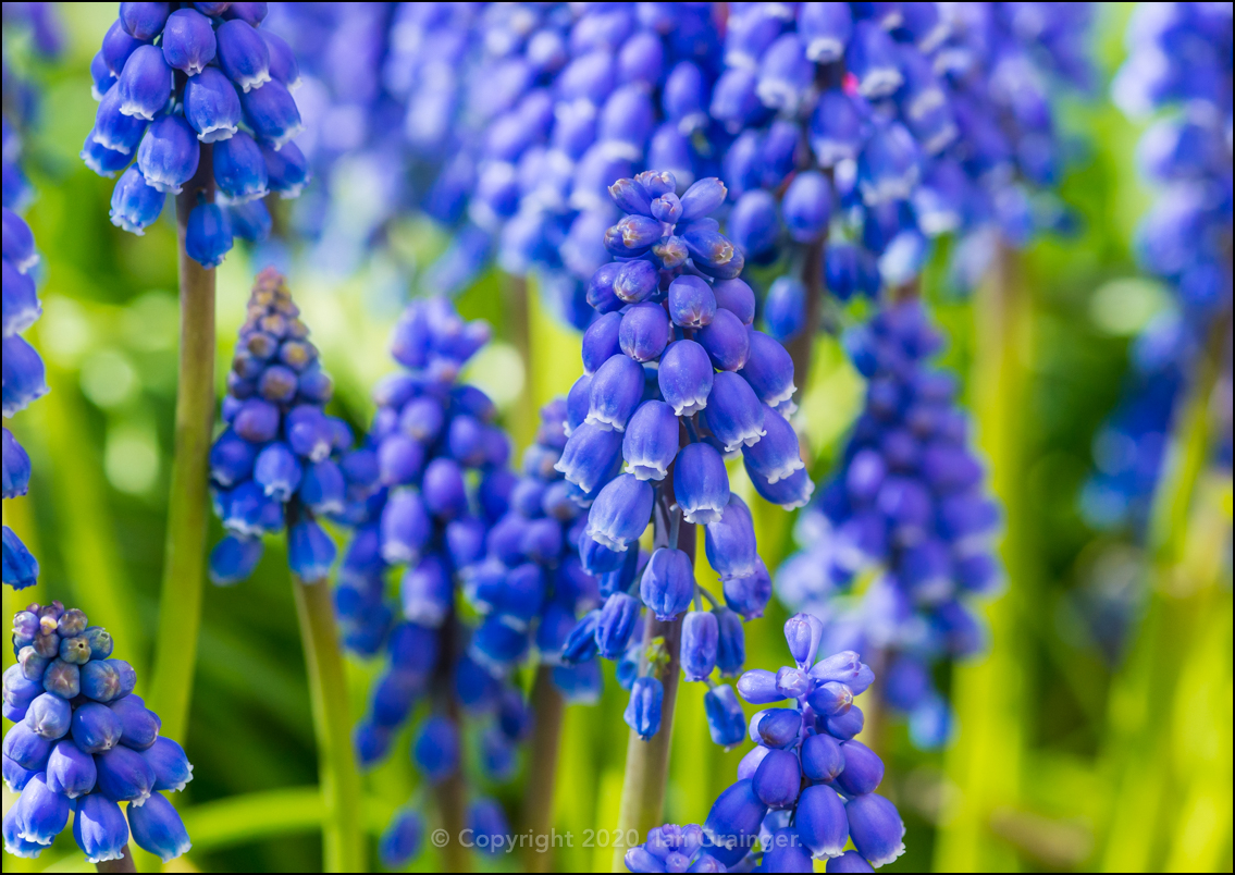 Grape Hyacinths