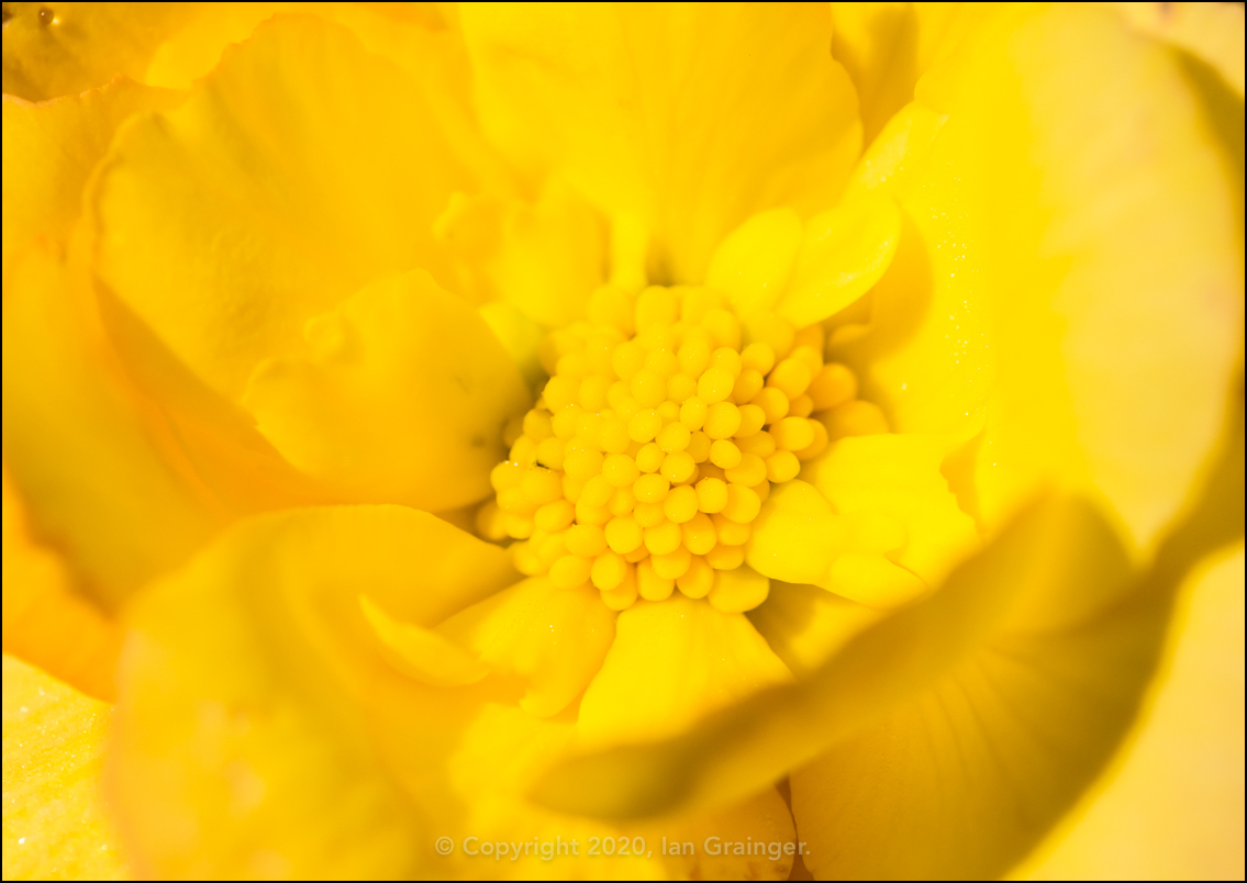 Bright Begonia