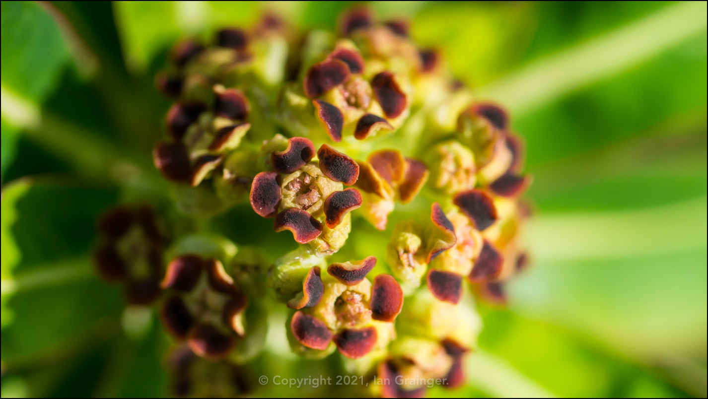 Honey Spurge Blossom