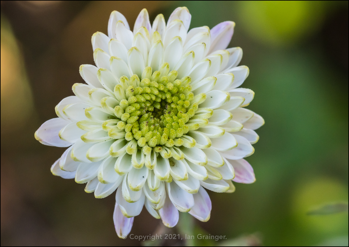 Chrysanthemum