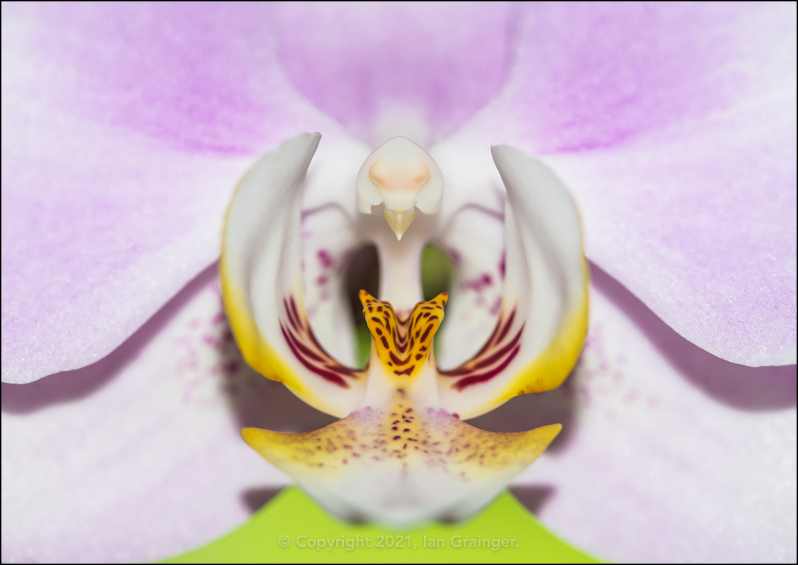 White Moth Orchid