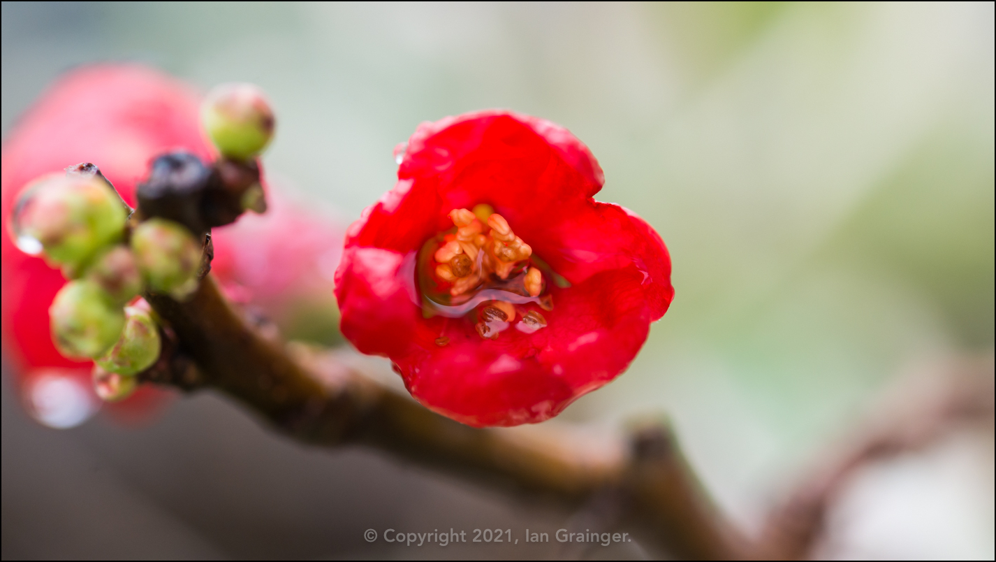 Wet Quince