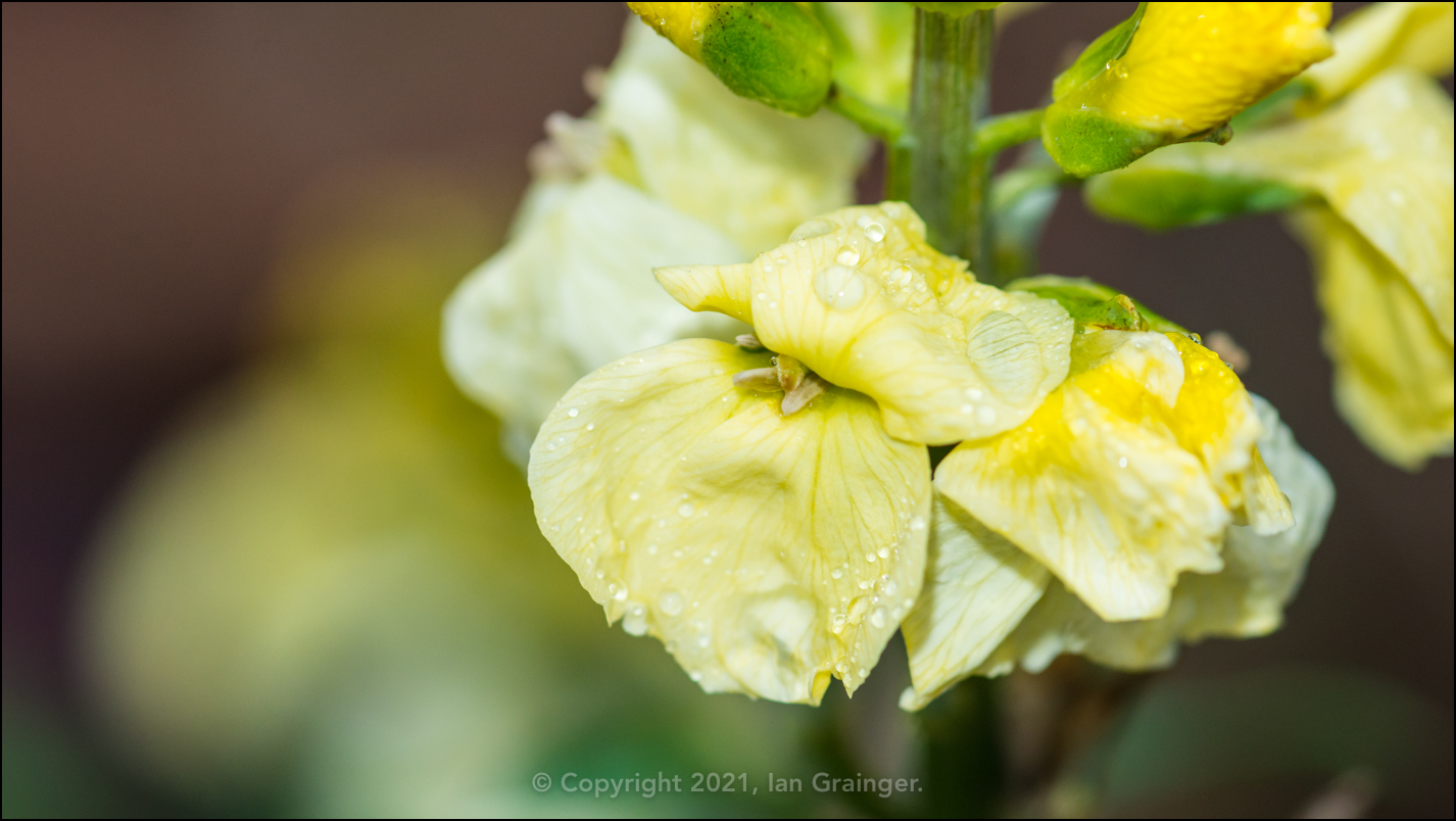 Wet Wallflower