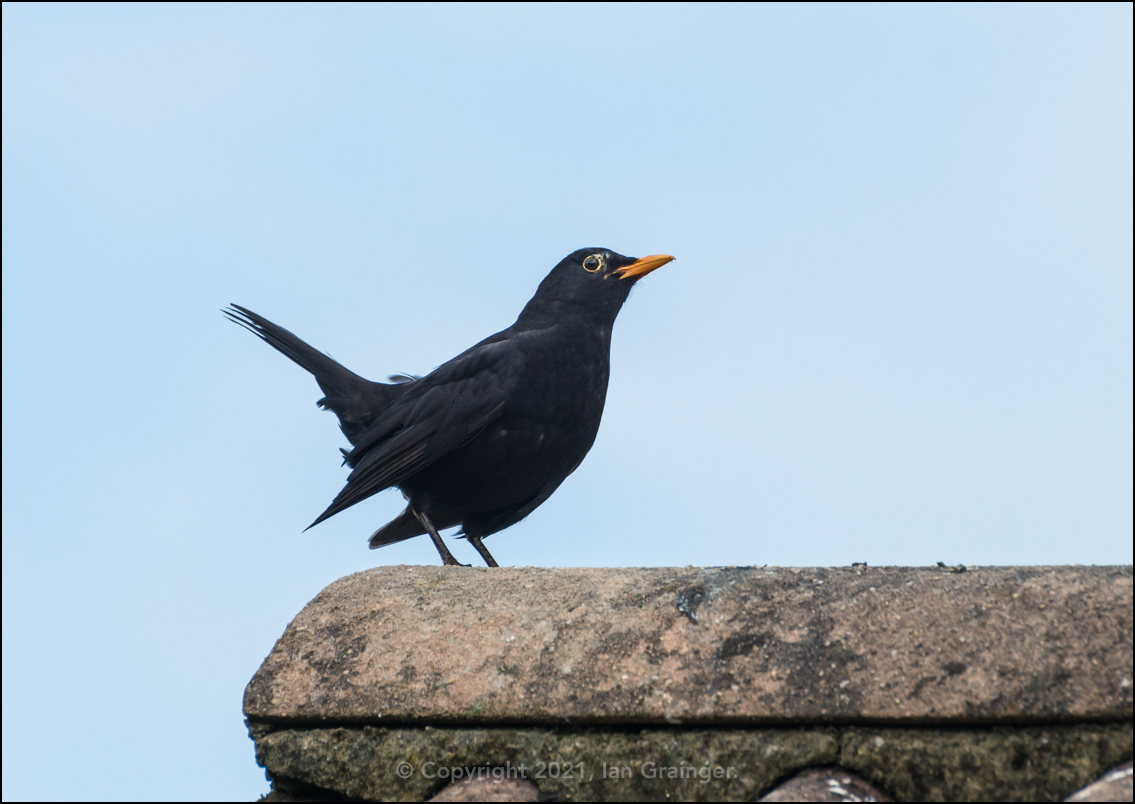 Male Blackbird