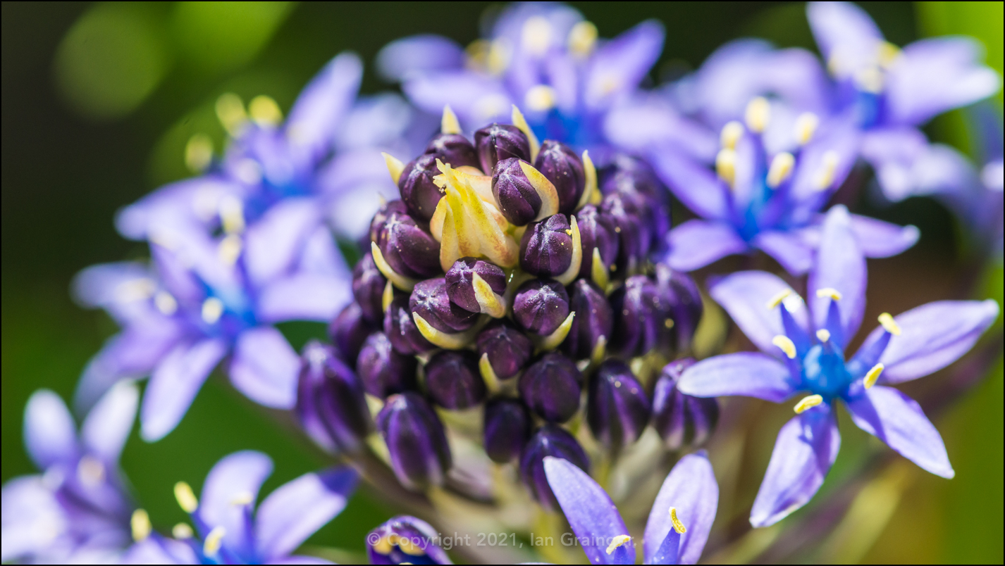 Scilla Peruviana