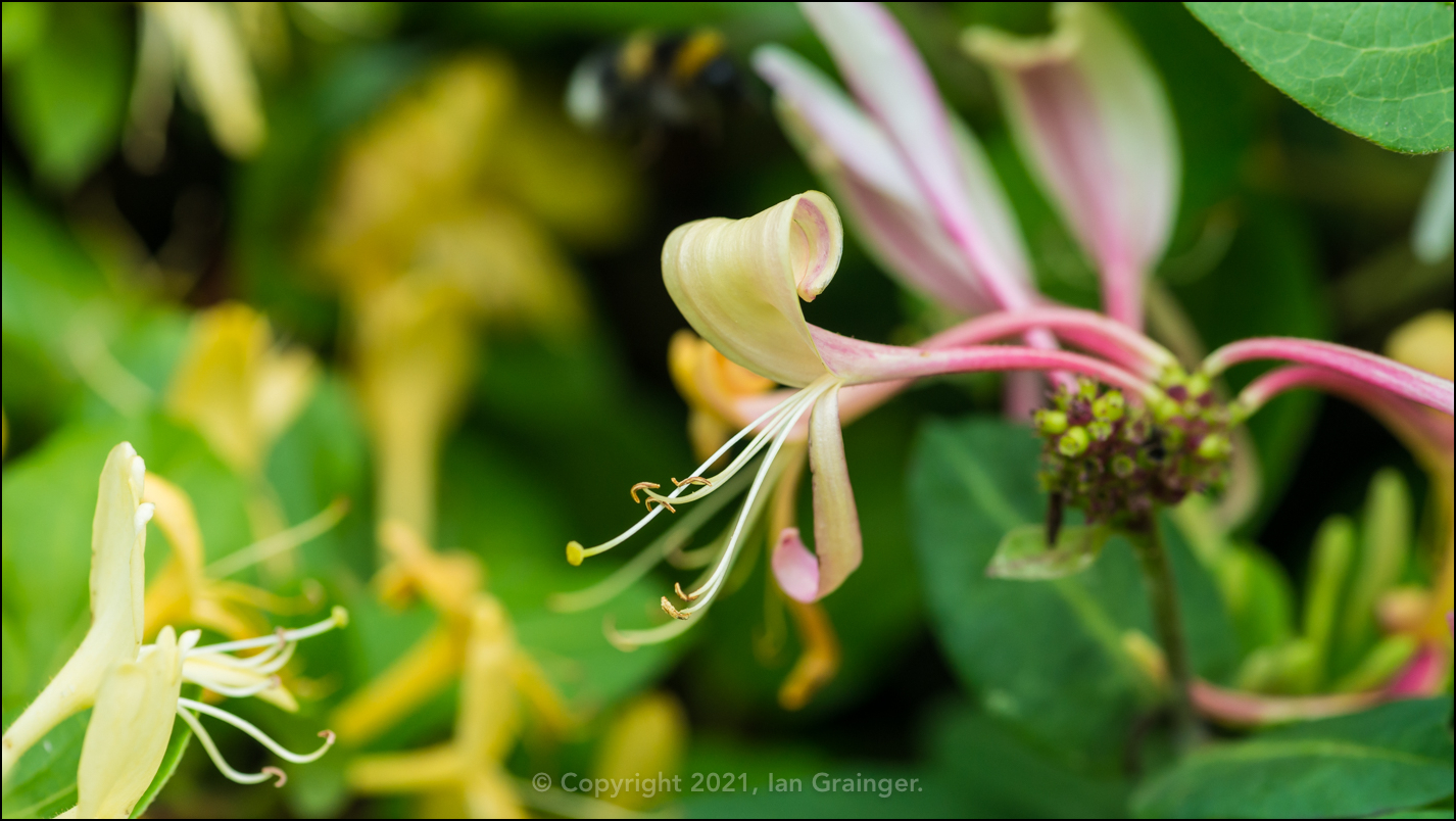 Honeysuckle Serotina