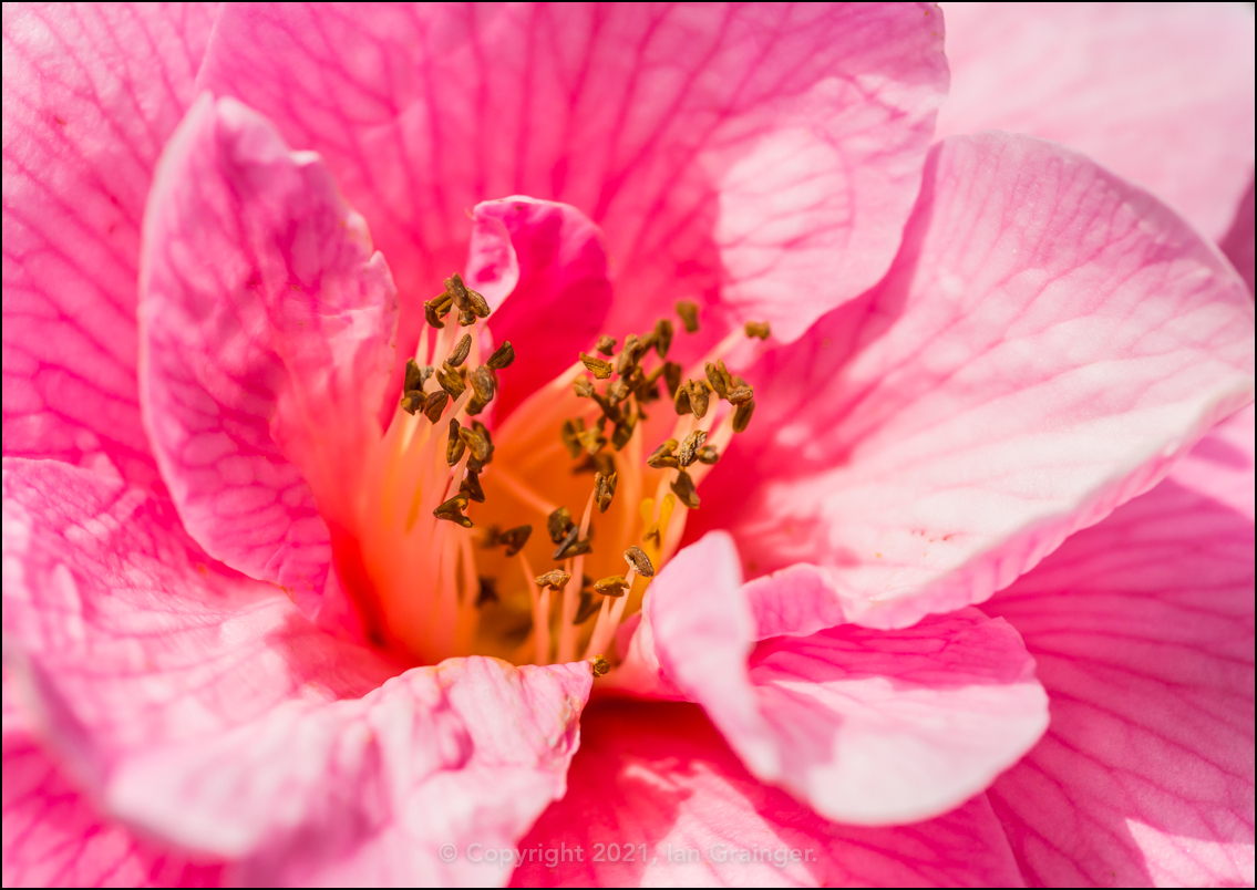 Blooming Camellia