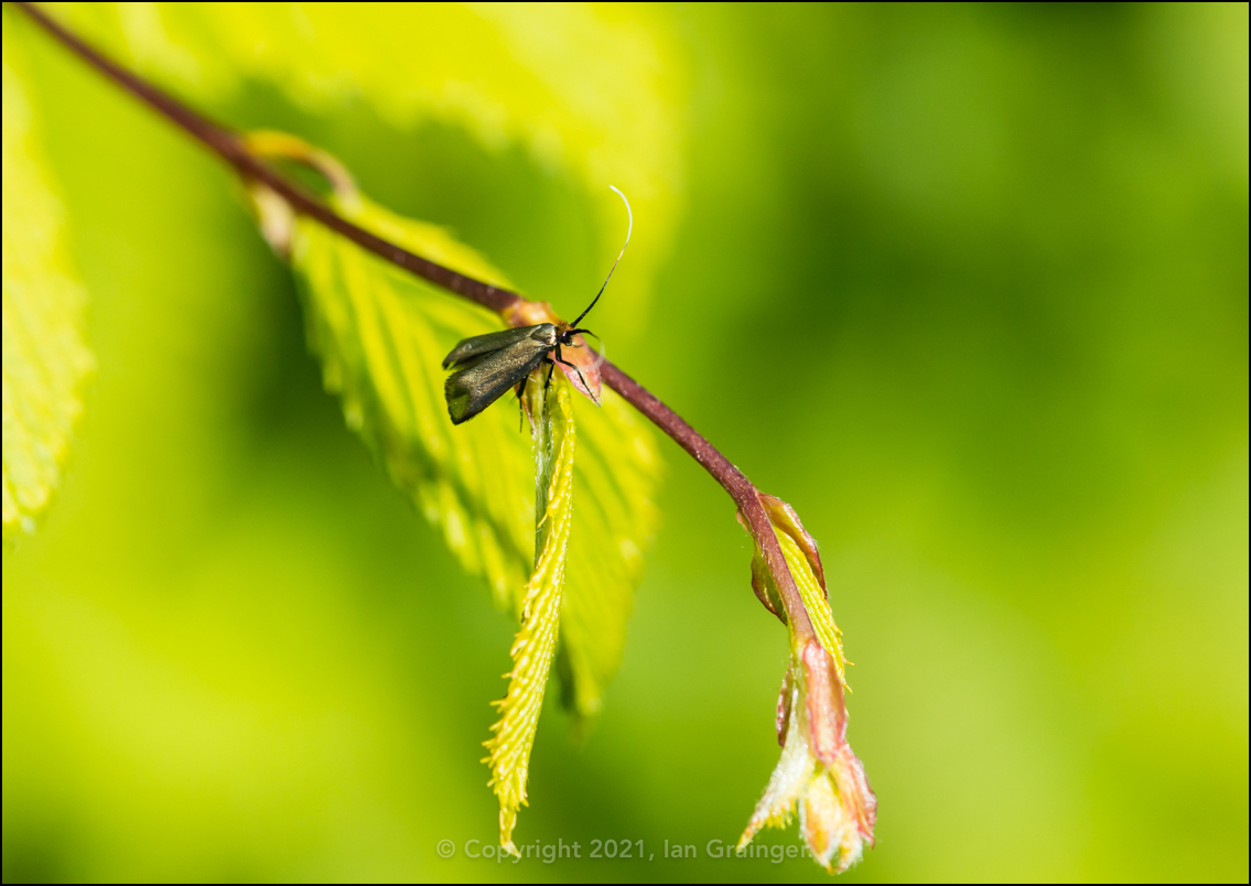 Longhorn Moth