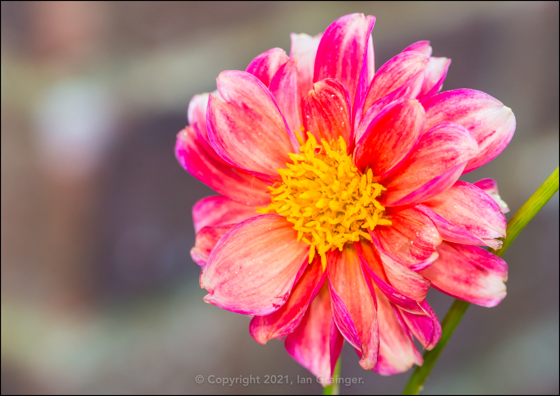 Pink Dahlia