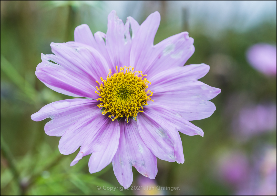 Late Cosmos