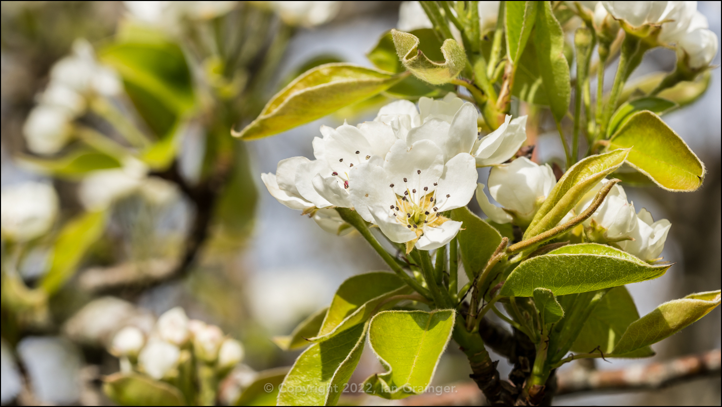 Pear Blossom