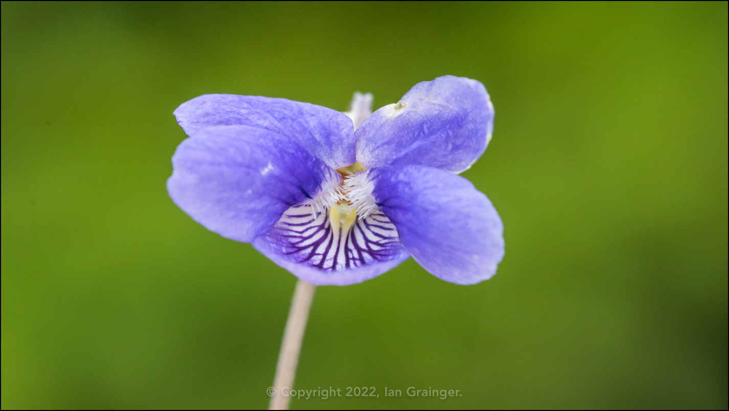 Dog Violet