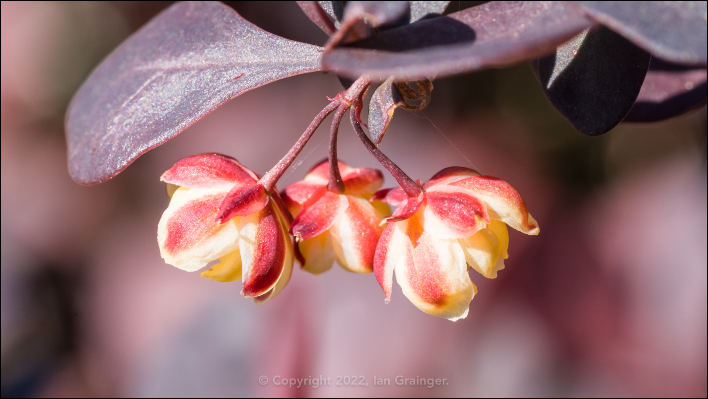 Berberis Trio