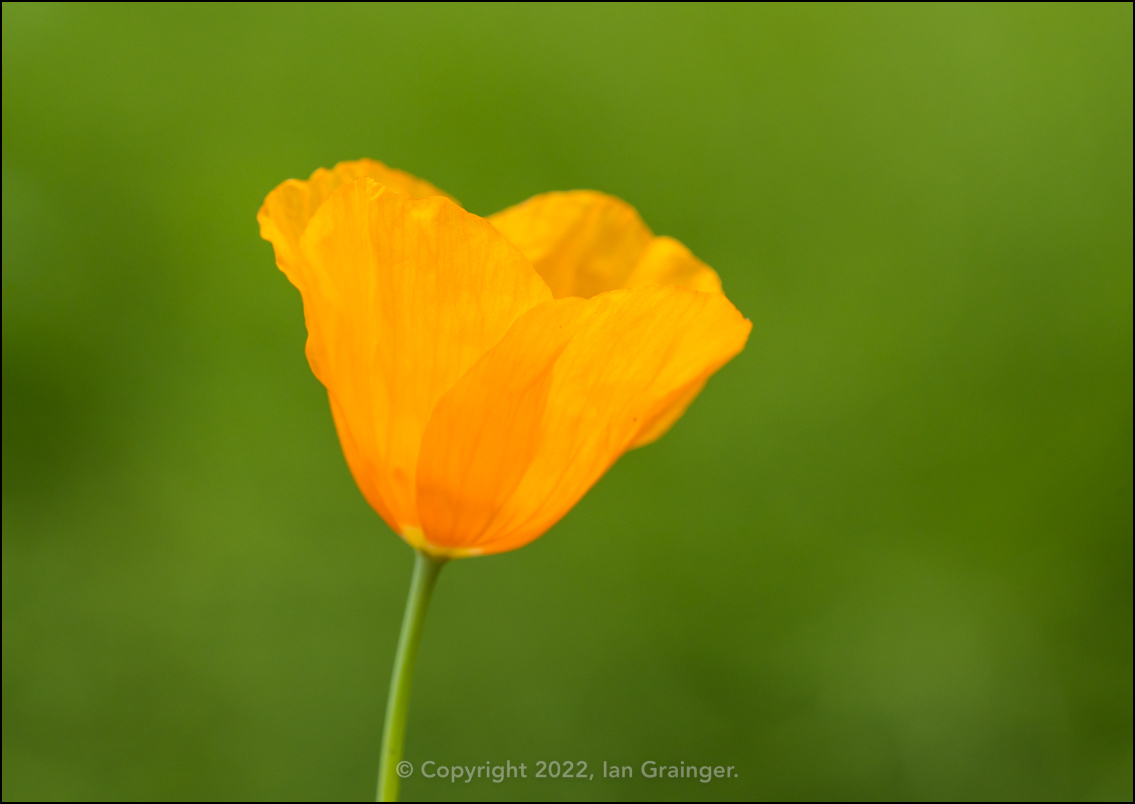 Welsh Poppy