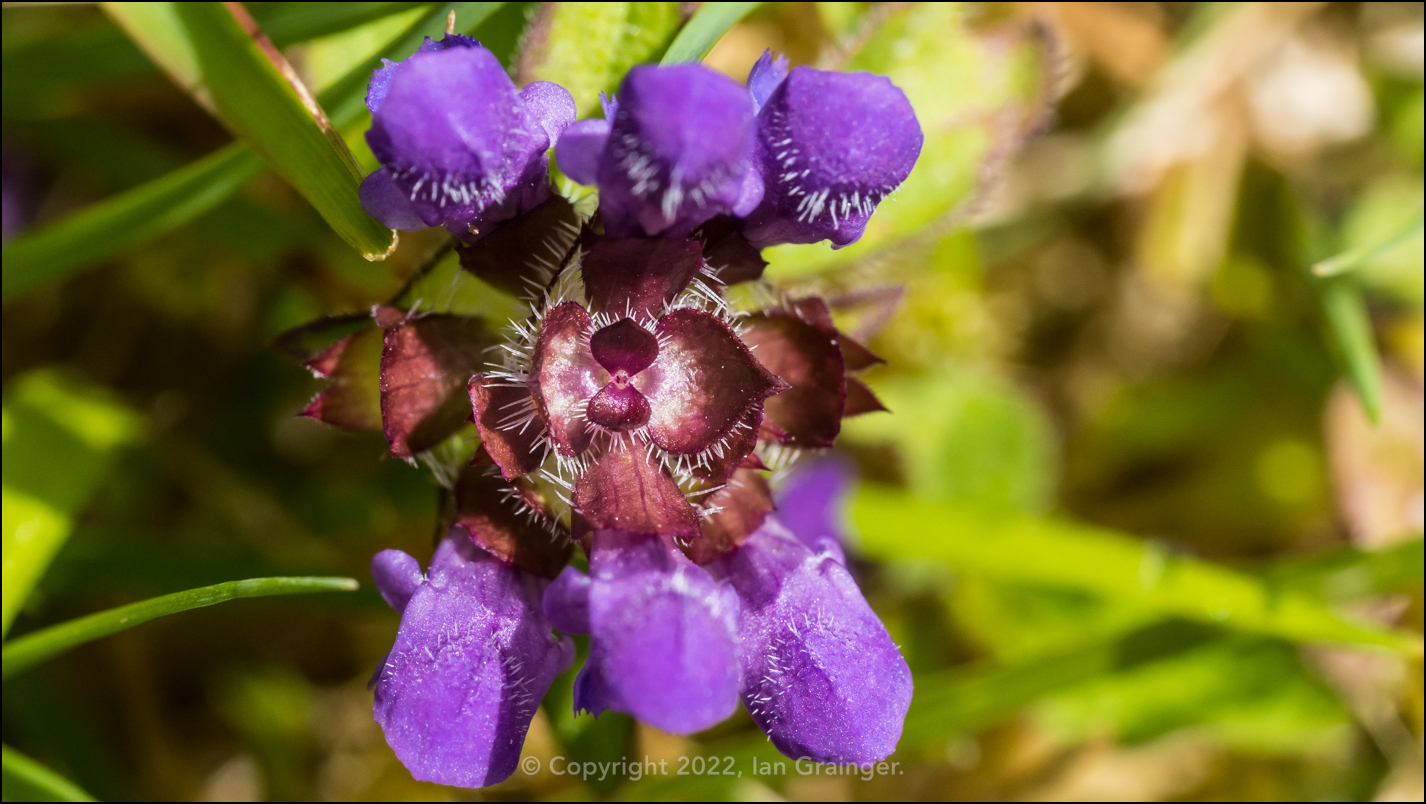 Common Selfheal